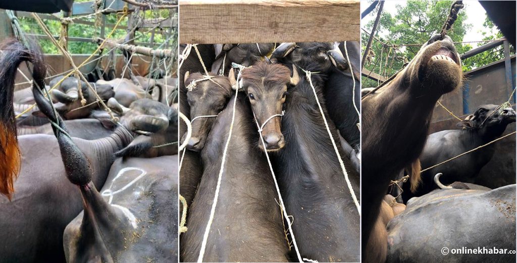यी अबोध पशुहरू बोल्दैनन्, तर तस्वीर बोल्छ